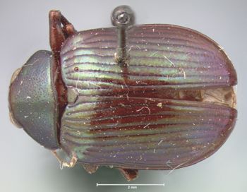 Media type: image; Entomology 9792   Aspect: habitus dorsal view